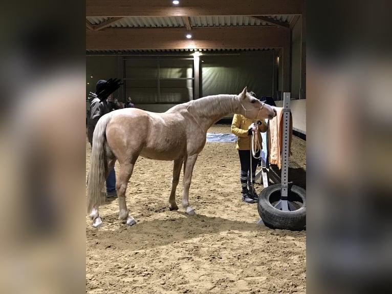 Deutsches Reitpony Stute 9 Jahre 148 cm Palomino in Burscheid