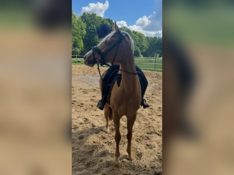 Deutsches Reitpony Stute 9 Jahre 148 cm Palomino in Gro&#xDF;enkneten