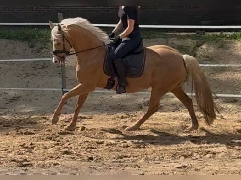 Deutsches Reitpony Stute 9 Jahre 148 cm Palomino in Gro&#xDF;enkneten