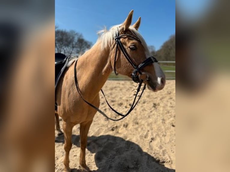 Deutsches Reitpony Stute 9 Jahre 148 cm Palomino in Gro&#xDF;enkneten