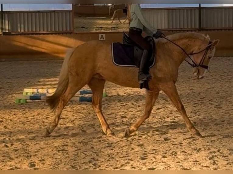 Deutsches Reitpony Stute 9 Jahre 148 cm Palomino in Gro&#xDF;enkneten