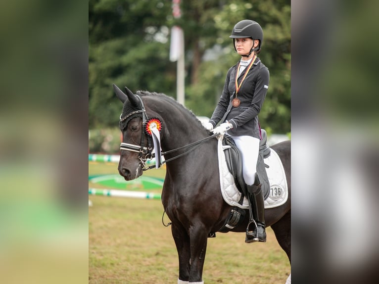 Deutsches Reitpony Stute 9 Jahre 148 cm Rappe in Jork
