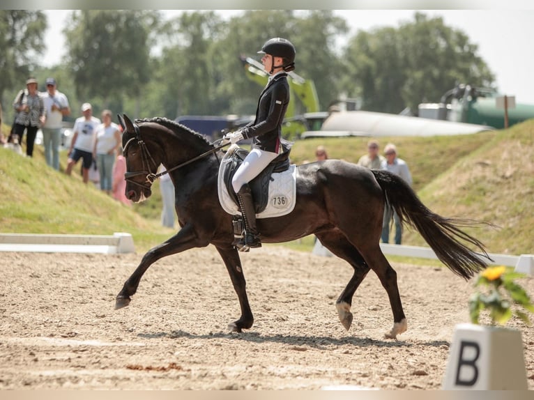 Deutsches Reitpony Stute 9 Jahre 148 cm Rappe in Jork
