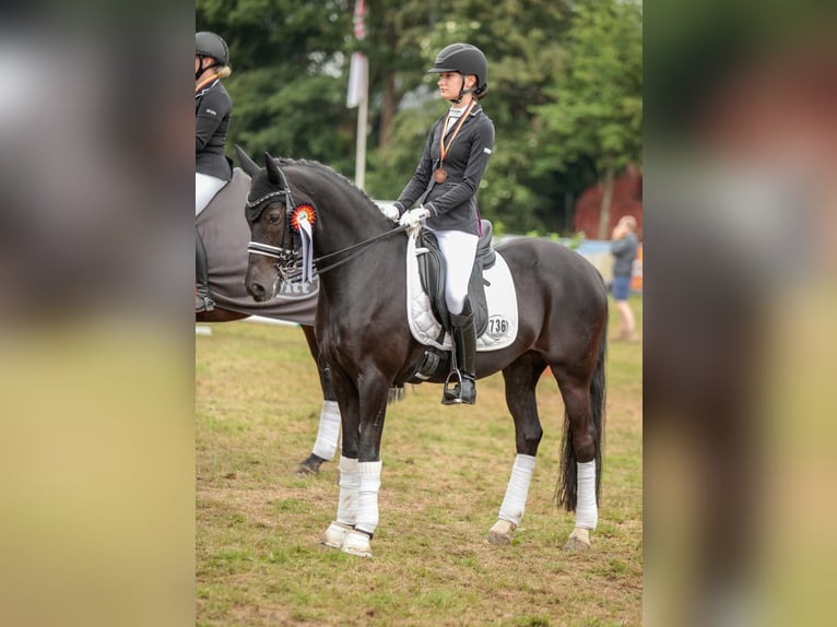 Deutsches Reitpony Stute 9 Jahre 148 cm Rappe in Jork