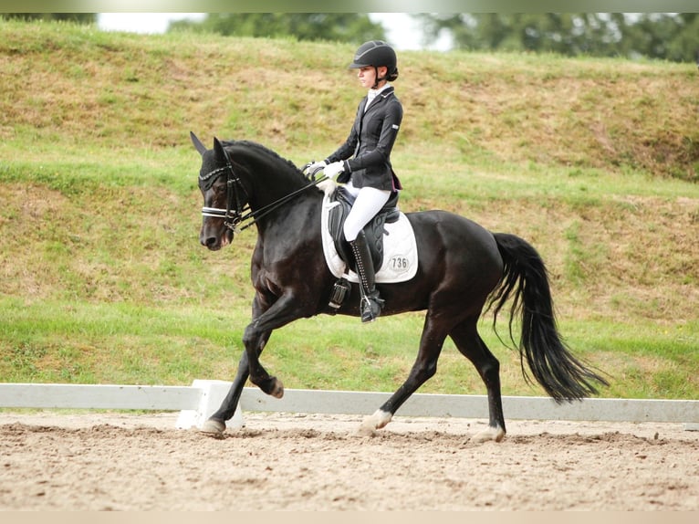 Deutsches Reitpony Stute 9 Jahre 148 cm Rappe in Jork