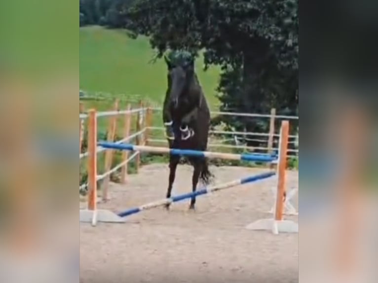 Deutsches Reitpony Stute 9 Jahre 148 cm Rappe in Burgfeld