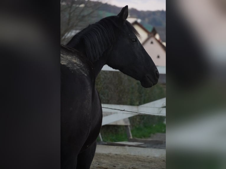 Deutsches Reitpony Stute 9 Jahre 148 cm Rappe in Burgfeld
