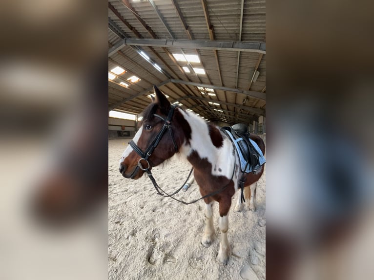 Deutsches Reitpony Mix Stute 9 Jahre 148 cm Schecke in Hungen