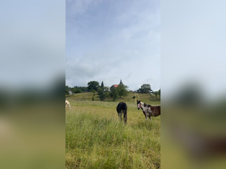 Deutsches Reitpony Mix Stute 9 Jahre 148 cm Schecke in Hungen