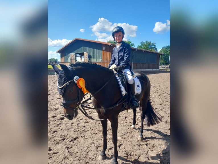 Deutsches Reitpony Stute 9 Jahre 148 cm Schwarzbrauner in Wolfsburg