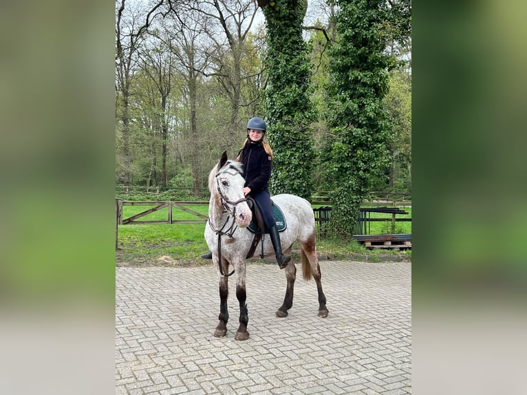 Deutsches Reitpony Stute 9 Jahre 148 cm Tigerschecke in Holten