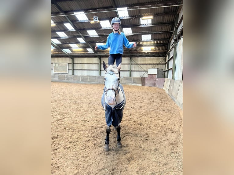 Deutsches Reitpony Stute 9 Jahre 148 cm Tigerschecke in Holten