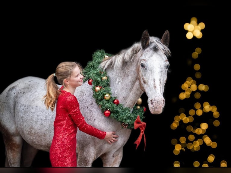 Deutsches Reitpony Stute 9 Jahre 148 cm Tigerschecke in Holten