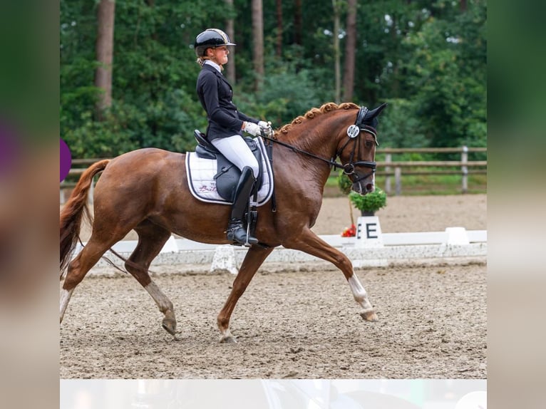 Deutsches Reitpony Stute 9 Jahre 149 cm Fuchs in Schermbeck