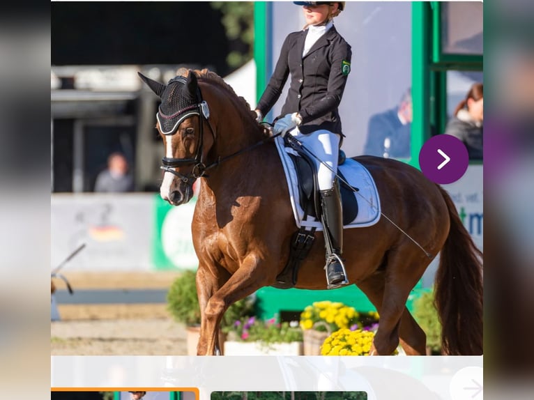 Deutsches Reitpony Stute 9 Jahre 149 cm Fuchs in Schermbeck