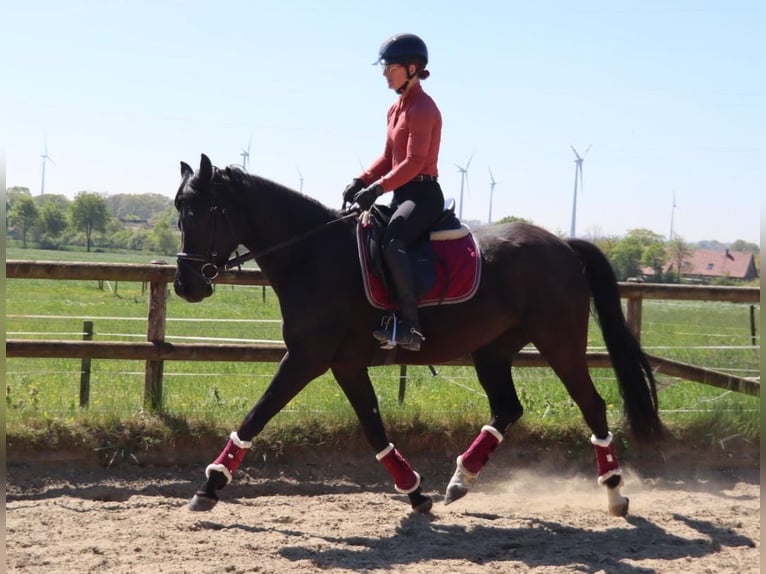 Deutsches Reitpony Stute 9 Jahre 149 cm Rappe in Dülmen
