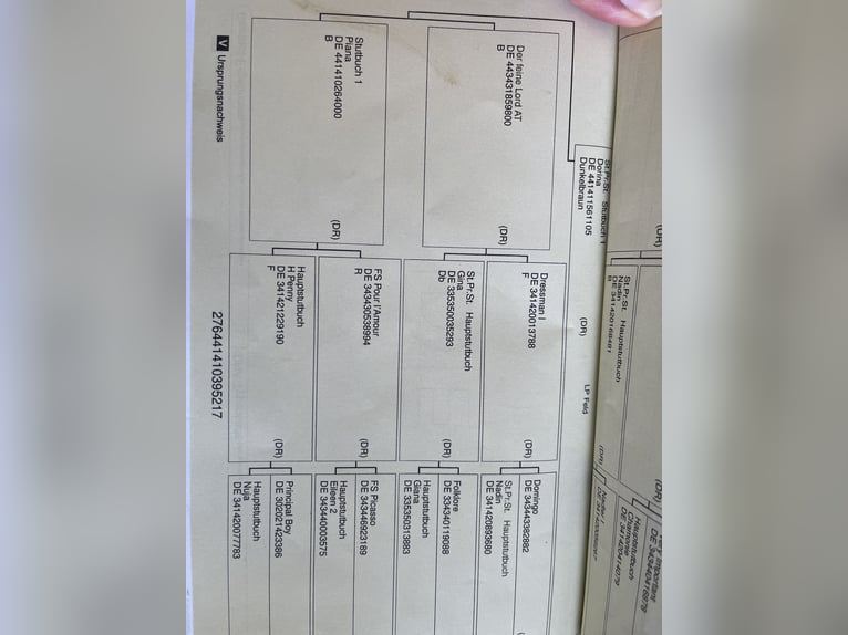 Deutsches Reitpony Stute 9 Jahre 149 cm Rappe in Dülmen