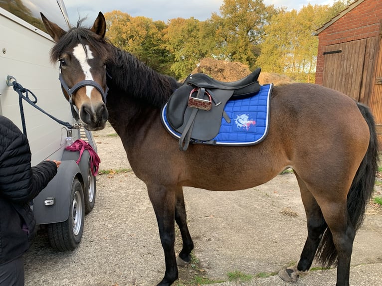 Deutsches Reitpony Stute 9 Jahre 150 cm Brauner in Schwanewede