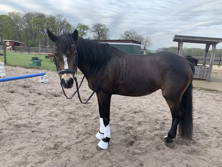 Deutsches Reitpony Stute 9 Jahre 150 cm Brauner in Schwanewede
