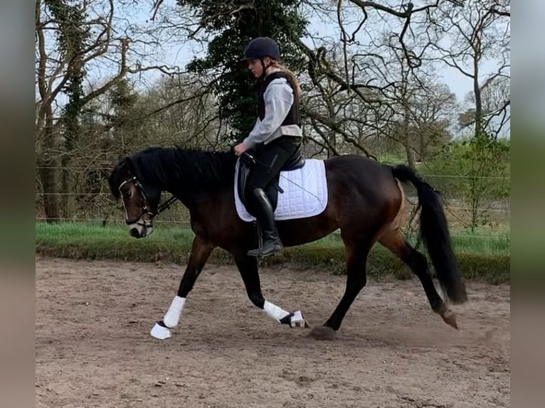 Deutsches Reitpony Stute 9 Jahre 150 cm Brauner in Schwanewede