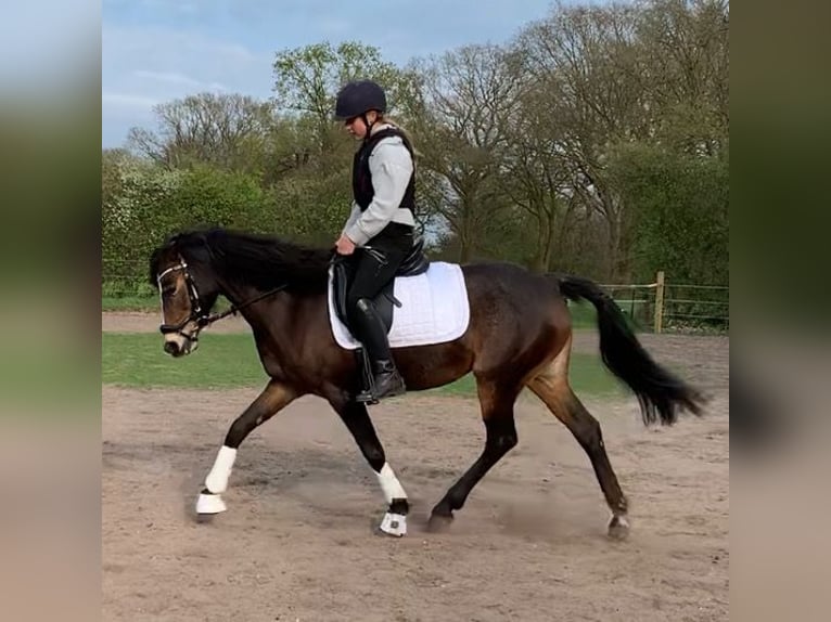 Deutsches Reitpony Stute 9 Jahre 150 cm Brauner in Schwanewede