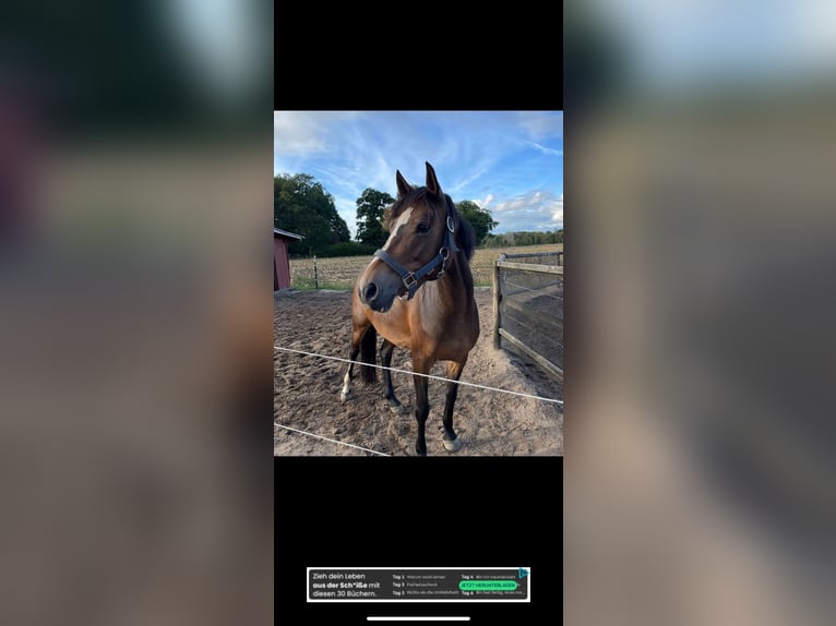 Deutsches Reitpony Stute 9 Jahre 150 cm Brauner in Schwanewede