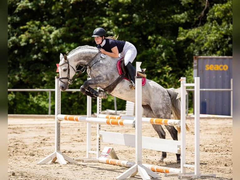 Deutsches Reitpony Stute 9 Jahre 151 cm Schimmel in Vohenstrauß