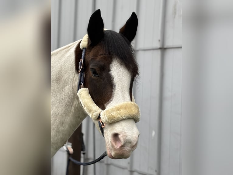 Deutsches Reitpony Stute 9 Jahre 152 cm Schecke in AlbersdorfAlbersdorf