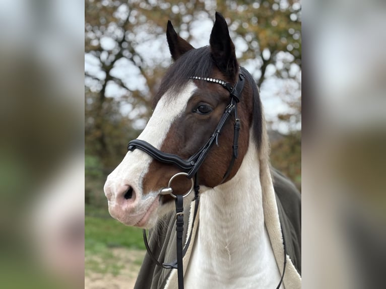 Deutsches Reitpony Stute 9 Jahre 152 cm Schecke in AlbersdorfAlbersdorf