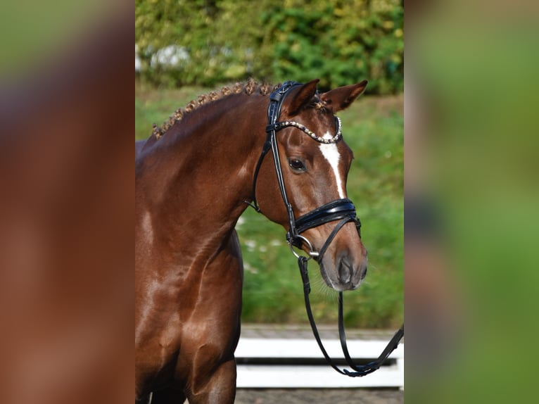 Deutsches Reitpony Stute 9 Jahre 153 cm Dunkelfuchs in F&#xFC;rstenau