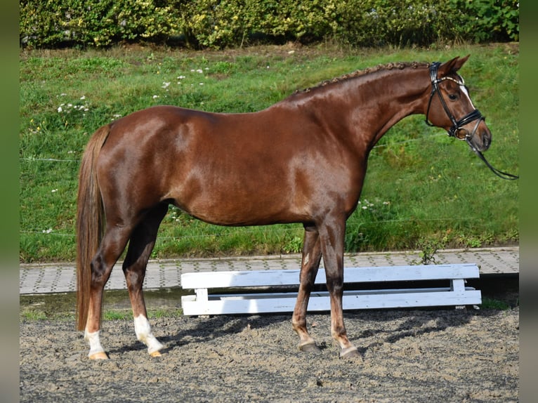Deutsches Reitpony Stute 9 Jahre 153 cm Dunkelfuchs in F&#xFC;rstenau