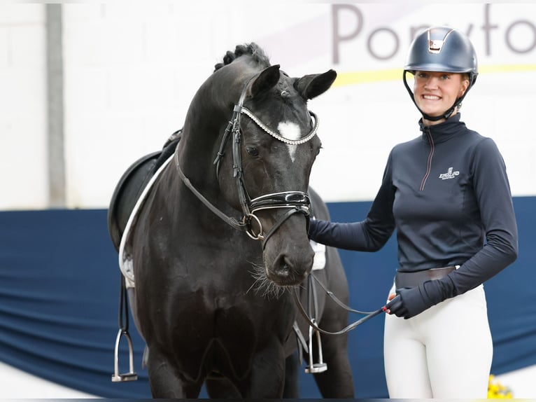 Deutsches Reitpony Stute 9 Jahre 153 cm Rappe in Marsberg