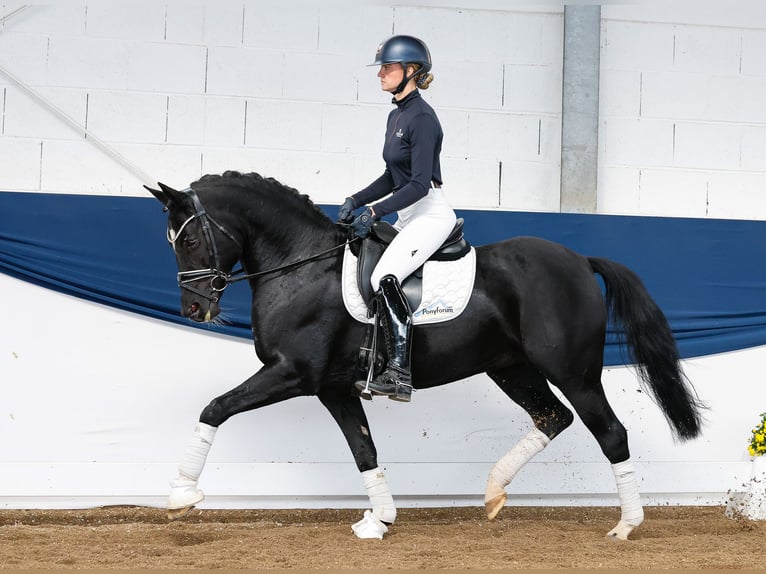 Deutsches Reitpony Stute 9 Jahre 153 cm Rappe in Marsberg