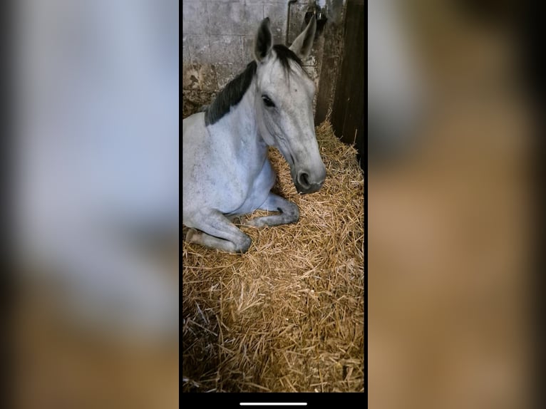 Deutsches Reitpony Mix Stute 9 Jahre 153 cm Schimmel in Erlensee