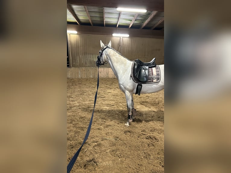 Deutsches Reitpony Mix Stute 9 Jahre 153 cm Schimmel in Erlensee