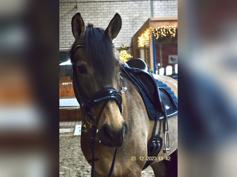 Deutsches Reitpony Stute 9 Jahre 155 cm Buckskin in Aachen
