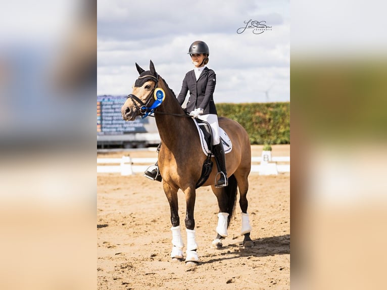 Deutsches Reitpony Stute 9 Jahre 155 cm Buckskin in Aachen