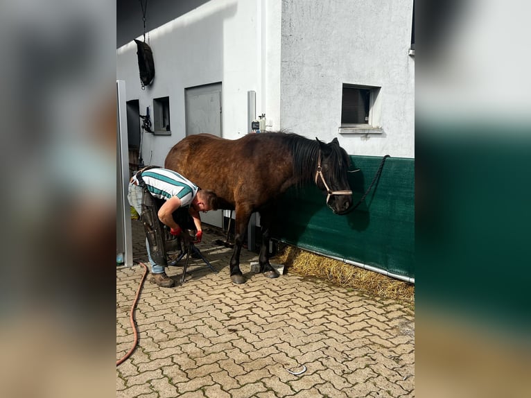 Deutsches Reitpony Mix Stute 9 Jahre 155 cm Dunkelbrauner in Bad Grund