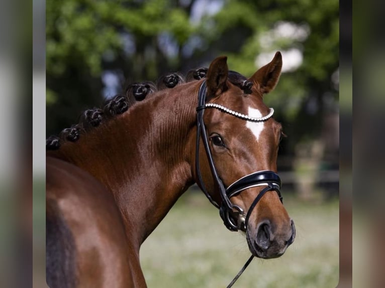 Deutsches Reitpony Stute 9 Jahre 156 cm Dunkelfuchs in Winsen (Luhe)