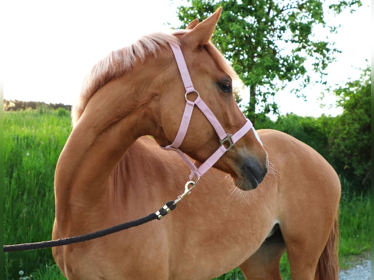 Deutsches Reitpony Stute 9 Jahre 156 cm Falbe in Schleusingen
