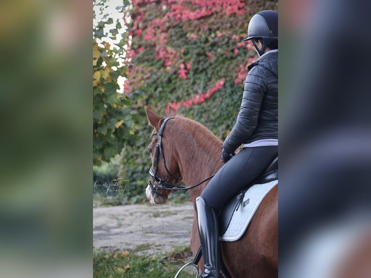Deutsches Reitpony Stute 9 Jahre 157 cm  in Hückeswagen