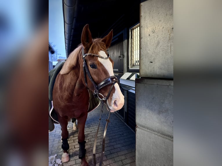 Deutsches Reitpony Stute 9 Jahre 157 cm Fuchs in Hattingen