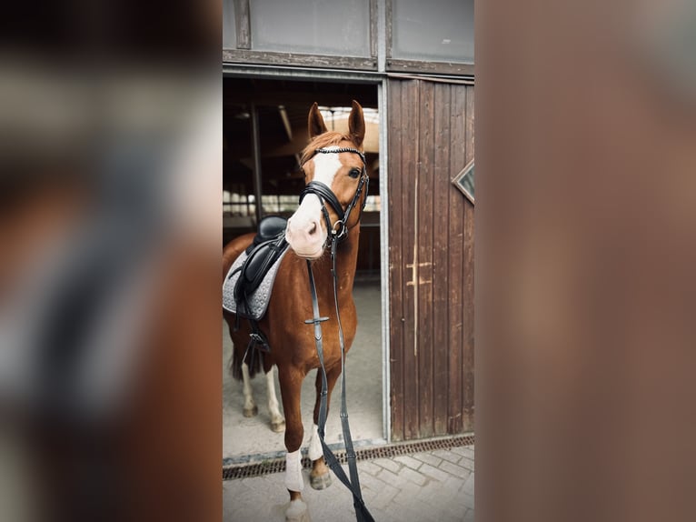 Deutsches Reitpony Stute 9 Jahre 157 cm Fuchs in HattingenHattingen