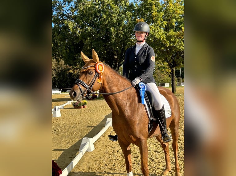 Deutsches Reitpony Stute 9 Jahre 158 cm Fuchs in Lüdenscheid