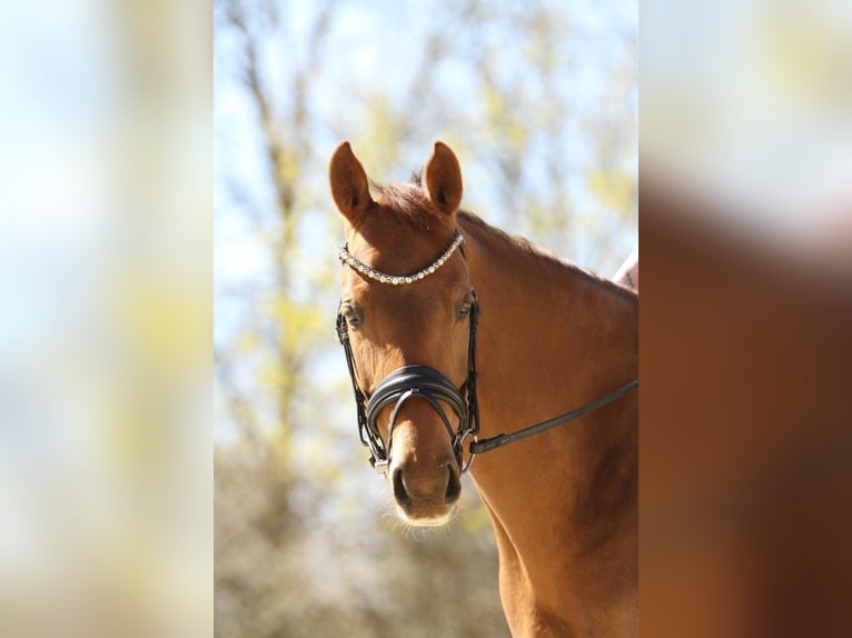 Deutsches Reitpony Stute 9 Jahre 158 cm Fuchs in Lüdenscheid