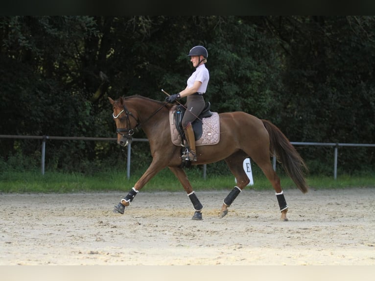 Deutsches Reitpony Stute 9 Jahre 158 cm Fuchs in Lüdenscheid
