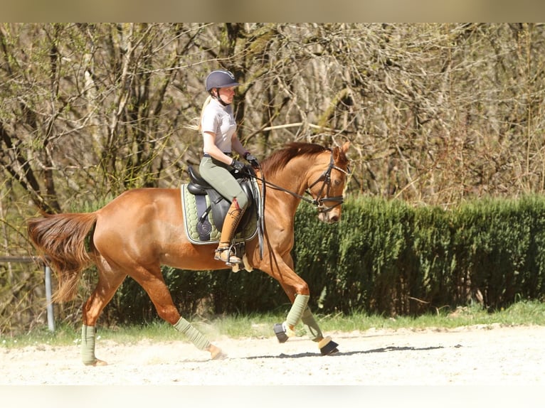 Deutsches Reitpony Stute 9 Jahre 158 cm Fuchs in Lüdenscheid
