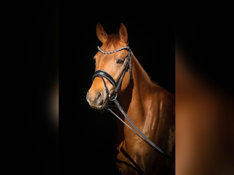 Deutsches Reitpony Stute 9 Jahre 158 cm Fuchs in Lüdenscheid