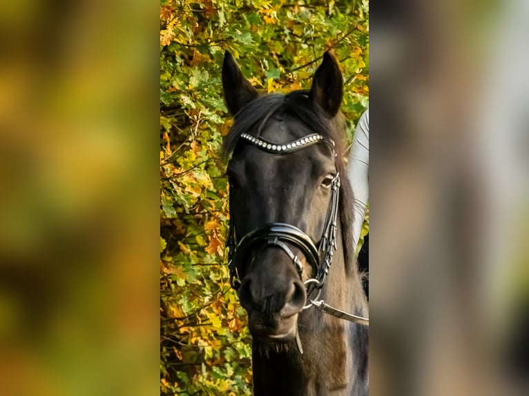 Deutsches Reitpony Stute 9 Jahre 160 cm Rappe in Telgte