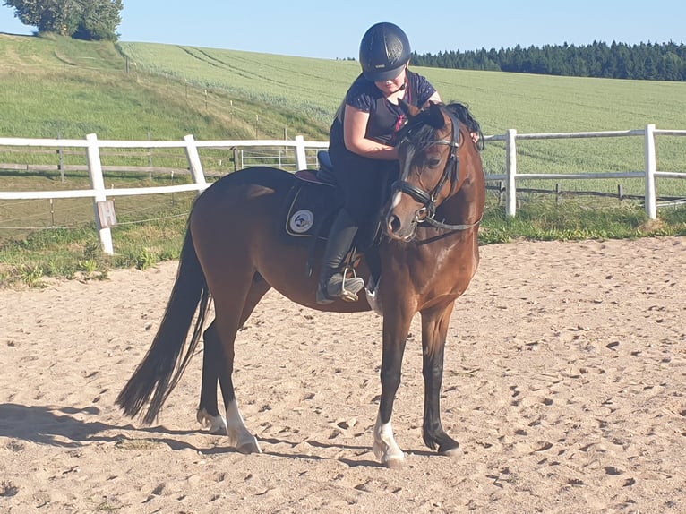 Deutsches Reitpony Stute 9 Jahre Brauner in Waidhaus